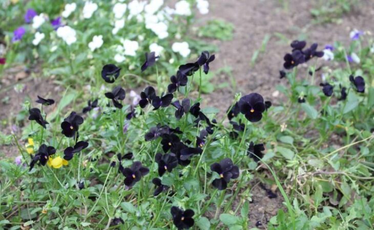 Foto de flores negras 8 - 11