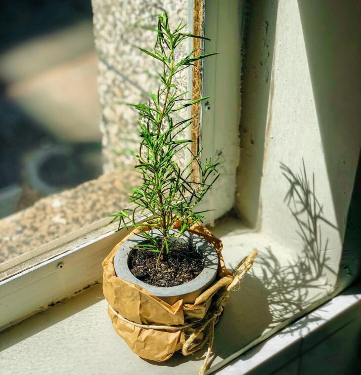 Foto de horta em vasos 34 - 36