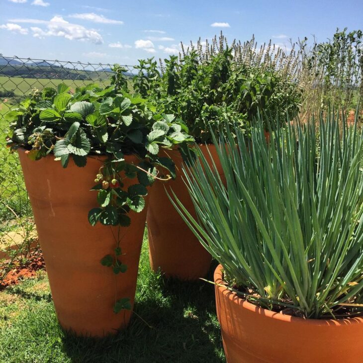 Foto de horta em vasos 47 - 49