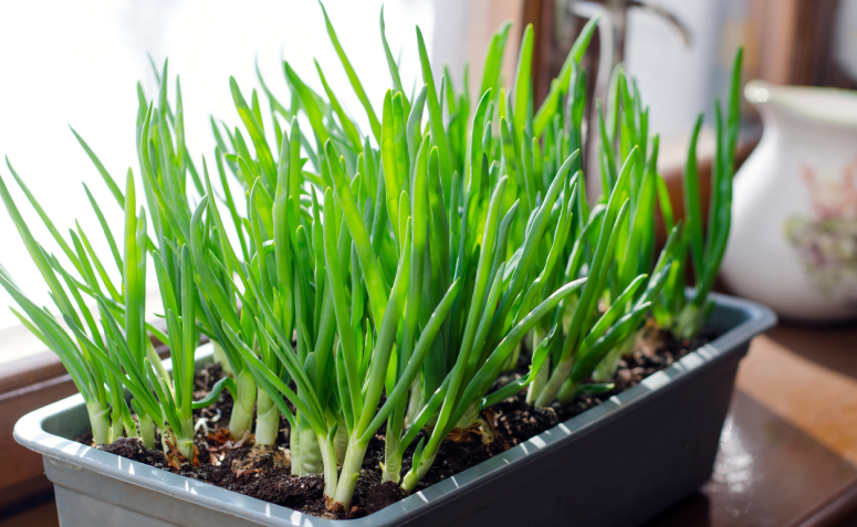 7 maneiras de como plantar cebolinha para começar uma horta em casa