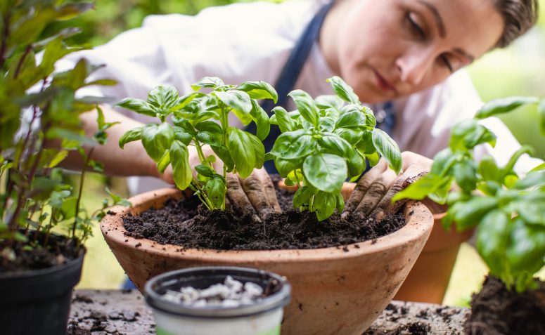 Como plantar manjericão: 9 tutoriais para cultivar a planta em casa