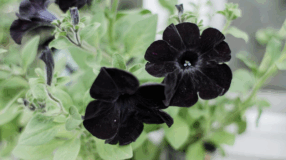 Foto de flores negras 0 - 3