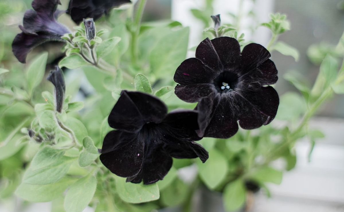 12 espécies de flores negras que surpreendem com tanta beleza