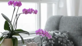 Foto de flores roxas 00 - 2