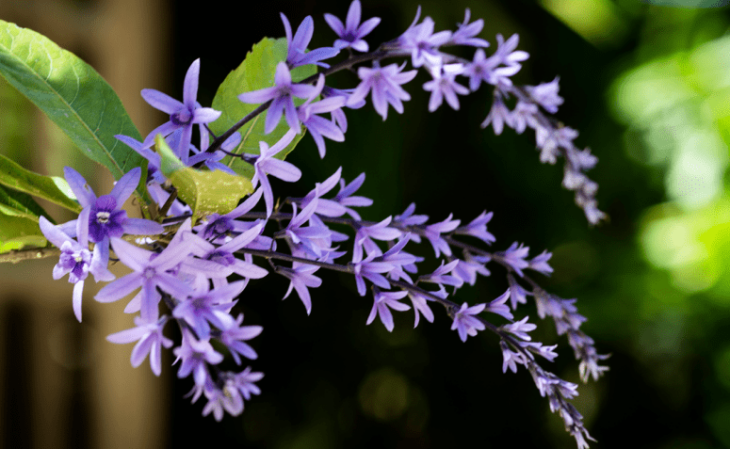 Foto de flores roxas 05 - 8