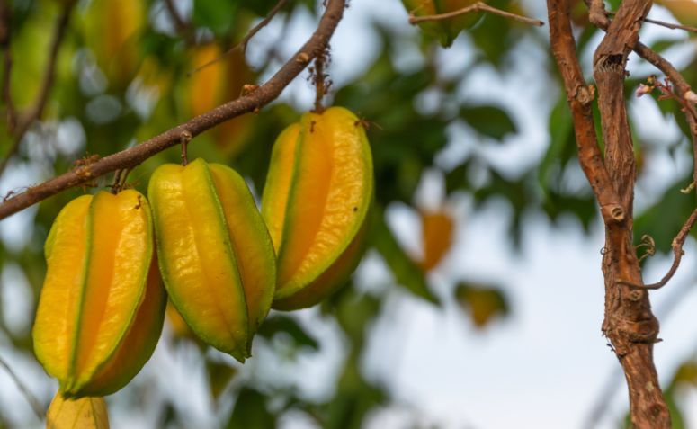 Foto de arvores frutiferas para ter em casa 012 - 7