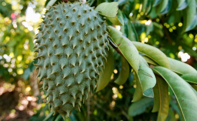 Foto de arvores frutiferas para ter em casa 013 - 12