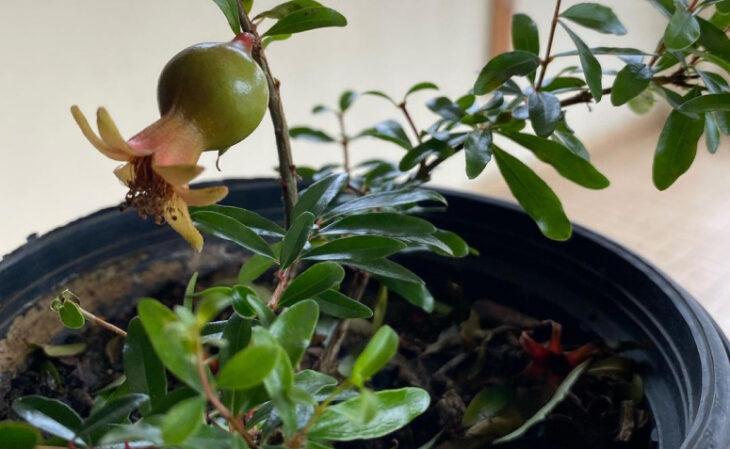 Foto de arvores frutiferas para ter em casa 1 1 - 1