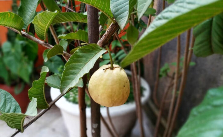 Foto de arvores frutiferas para ter em casa 10 - 13