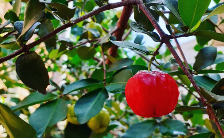 Foto de arvores frutiferas para ter em casa 12 - 15