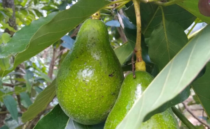 Foto de arvores frutiferas para ter em casa 15 - 18