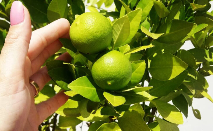 Foto de arvores frutiferas para ter em casa 2 - 2