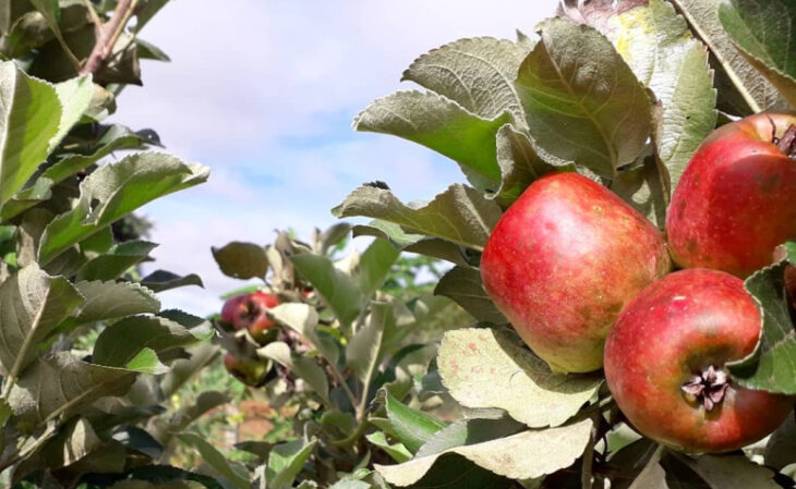 Foto de arvores frutiferas para ter em casa 6 - 9