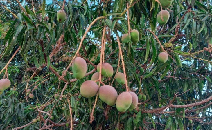 Foto de arvores frutiferas para ter em casa 7 - 10