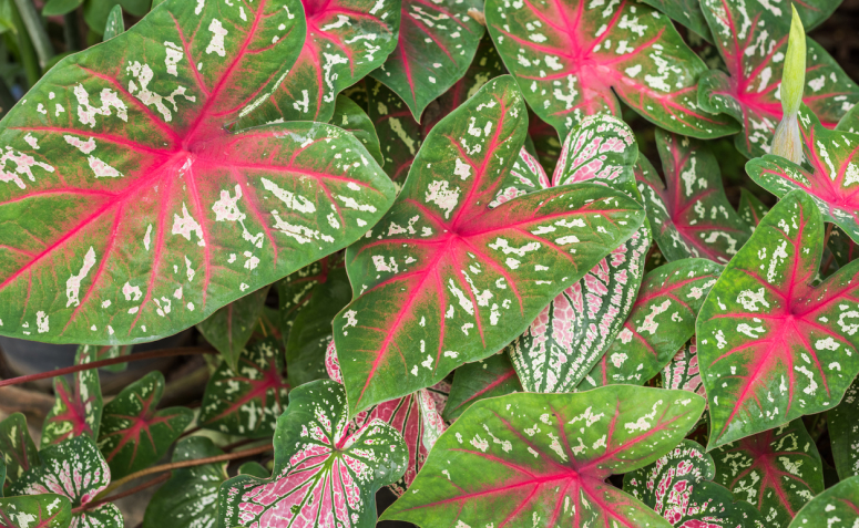 Como cuidar de caladium: dicas profissionais para cultivar a folhagem