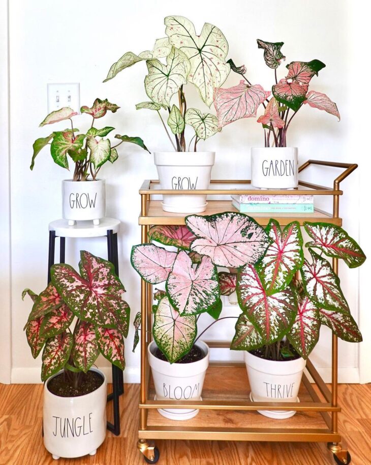 Foto de caladium 1 - 7