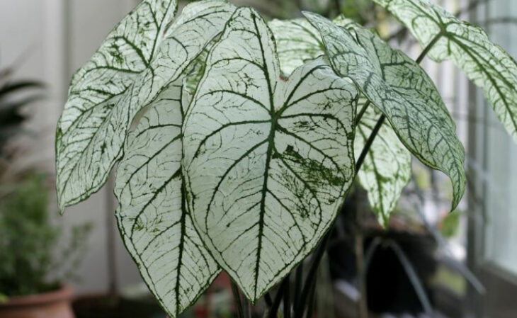 Foto de caladium 102 - 5