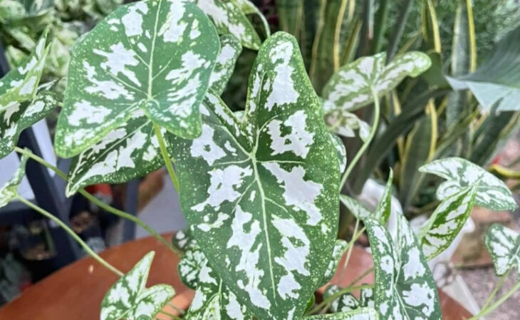 Foto de caladium 103 - 6