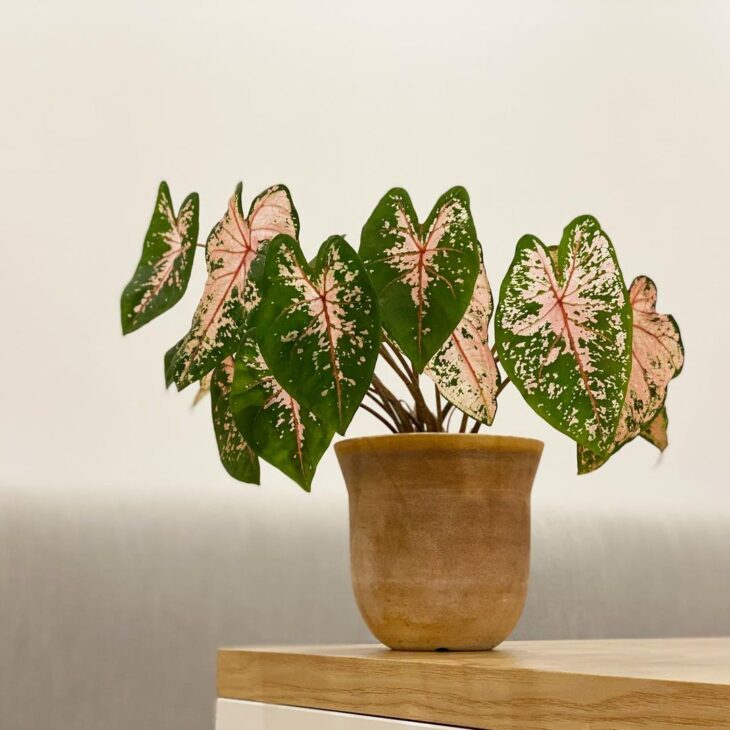 Foto de caladium 3 - 9