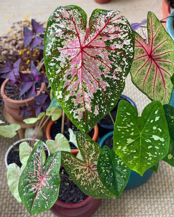 Foto de caladium 5 - 11