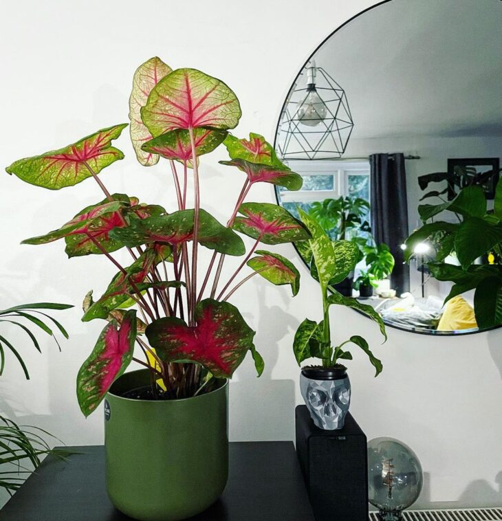 Foto de caladium 8 - 14