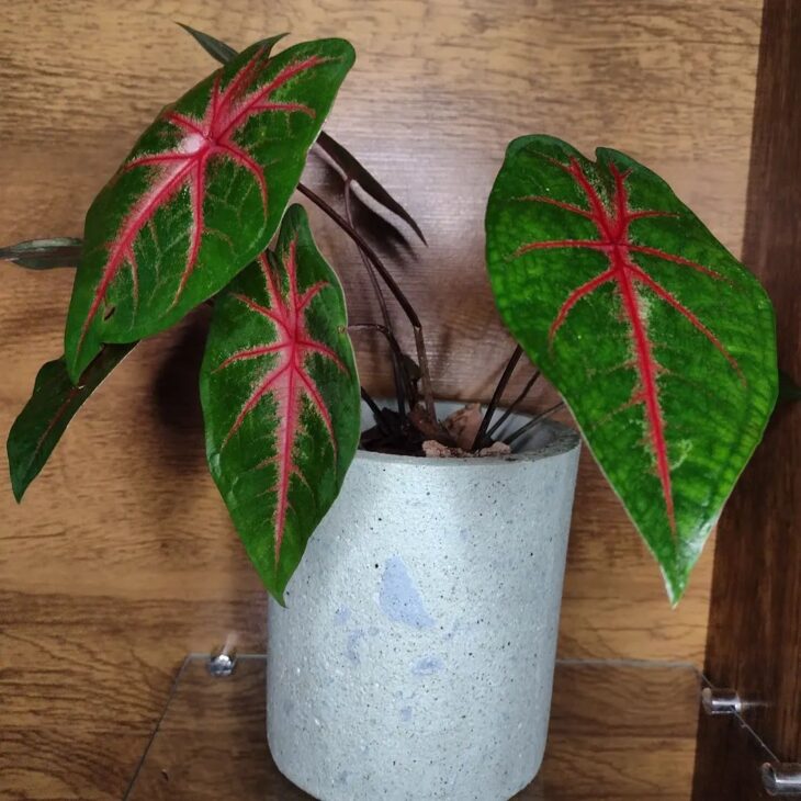 Foto de caladium 9 - 15