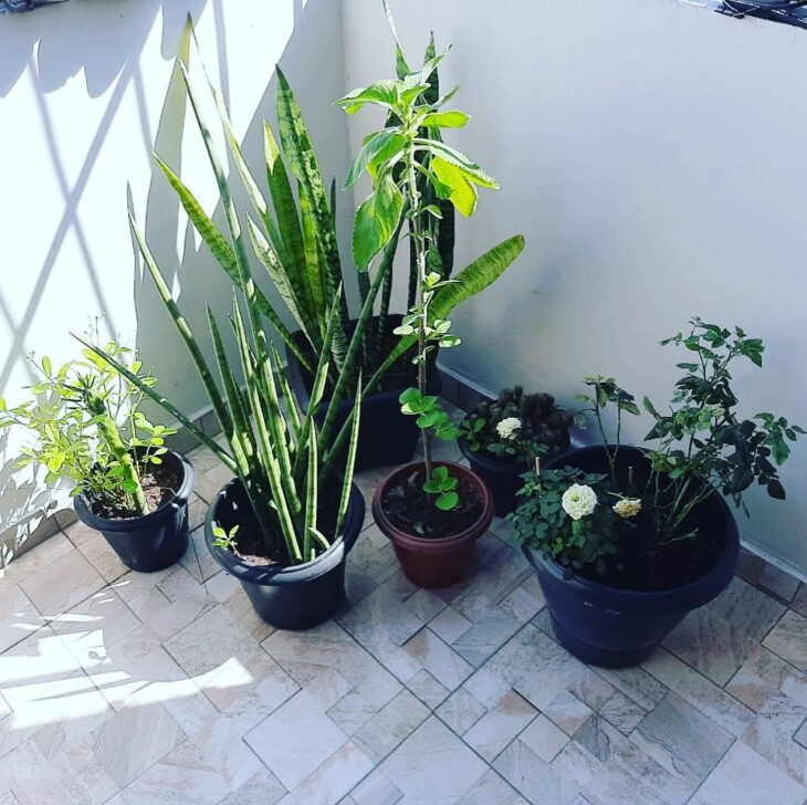 Foto de plantas pequenas 25 - 40