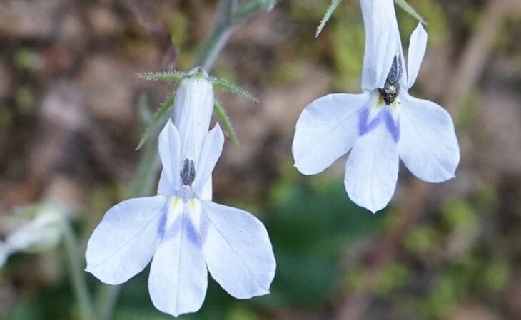 Foto de flores brancas 13 - 16