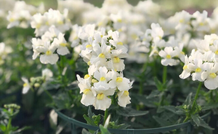 Foto de flores brancas 20 - 23