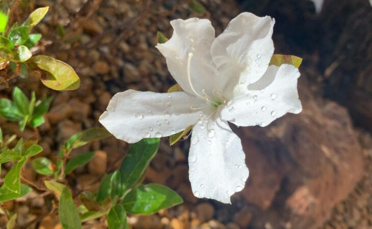 Foto de flores brancas 7 - 10