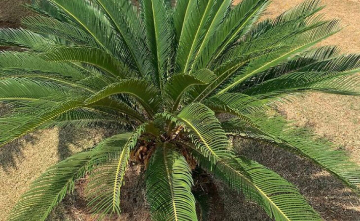 Foto de plantas de sol 21 - 24