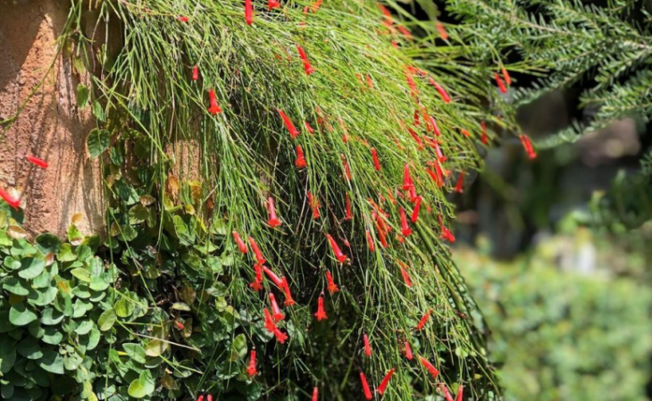 Foto de plantas para jardim vertical 7 1 - 10