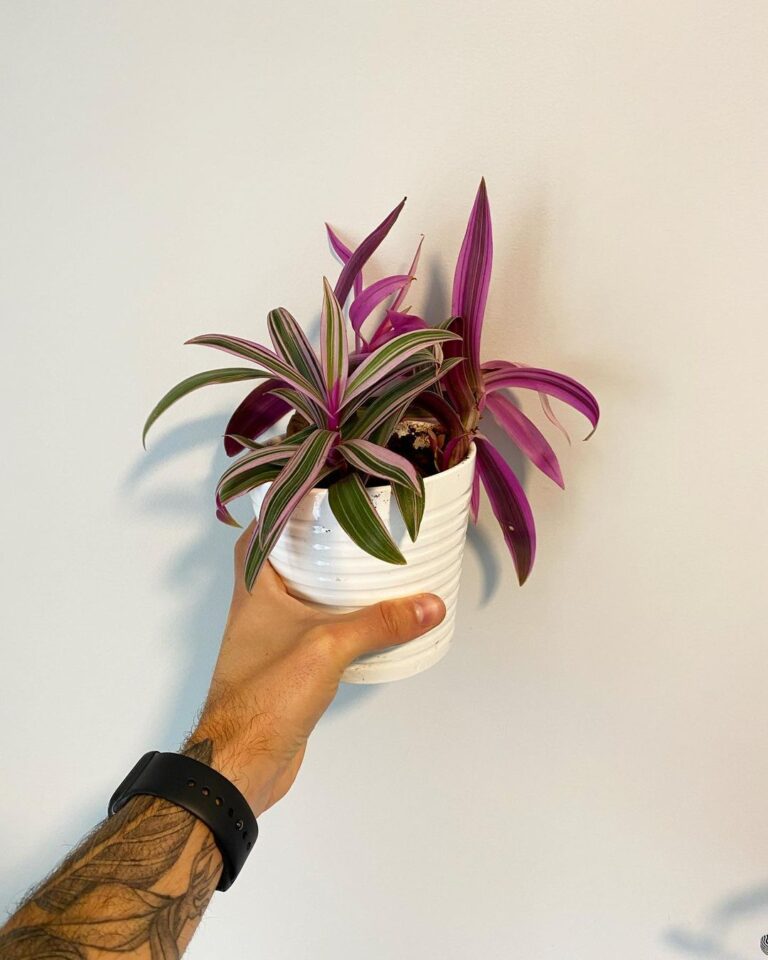 Abacaxi roxo: COMO CUIDAR e ideias para decorar com a planta