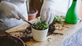 Foto de como plantar suculentas 00 - 6