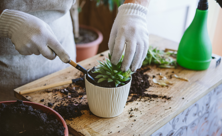 Como plantar suculentas: 5 dicas para ter um belo jardim