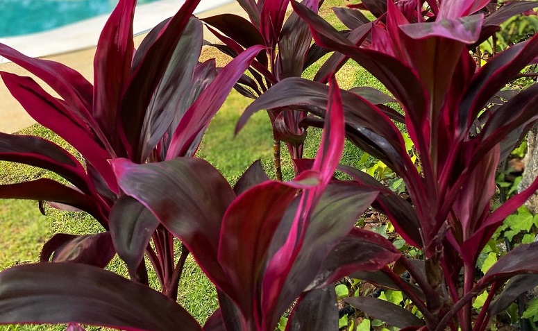 15 fotos de dracena-vermelha que provam toda a sua beleza