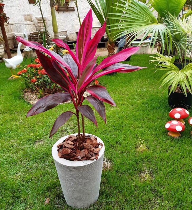 Foto de dracena vermelha 6 - 9