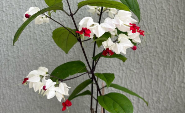 Flores trepadeiras: 15 espécies que exalam delicadeza