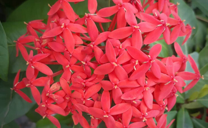 Foto de ixora 4 - 7