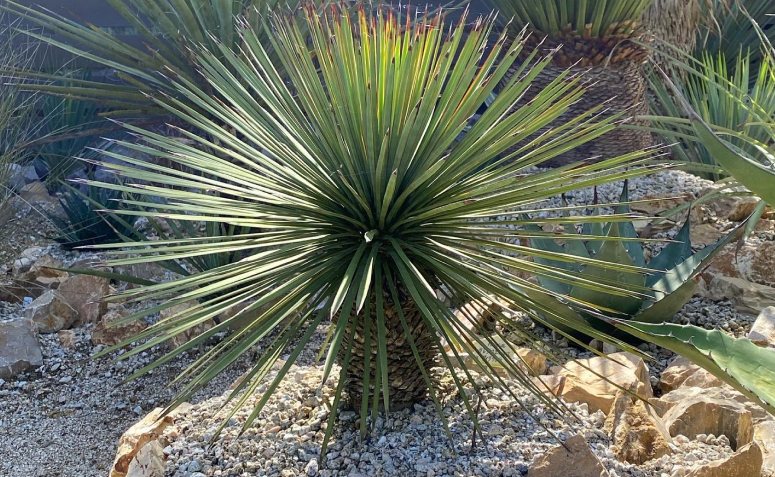 Foto de plantas de sol 001 - 28