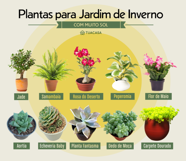 Foto de plantas jardim de inverno com sol - 1