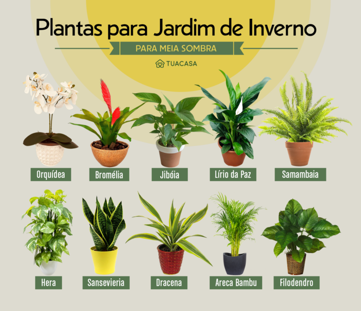 Foto de plantas jardim de inverno meia sombra - 2