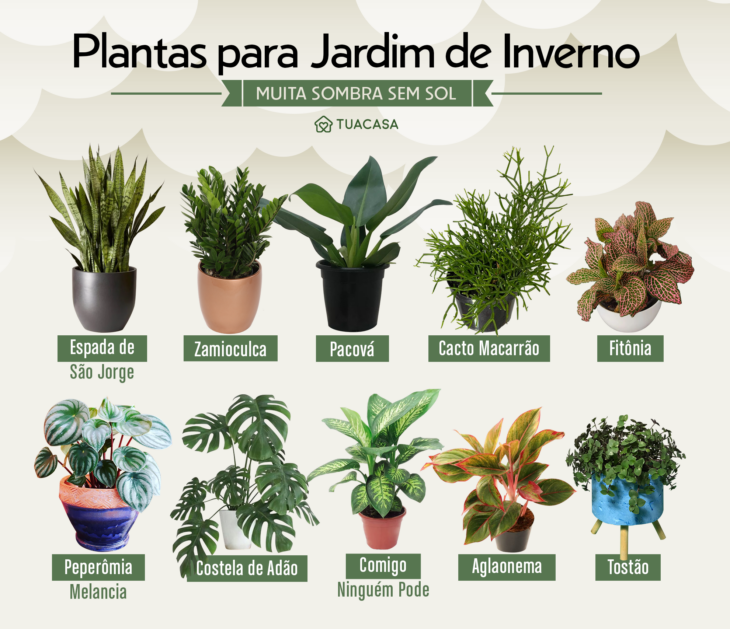 Foto de plantas jardim de inverno muita sombra sem sol - 3