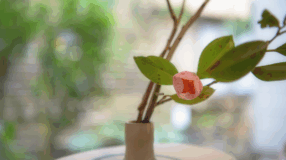 Foto de camelia 00 - 3