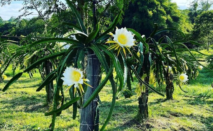 Foto de como plantar pitaya 5 - 8