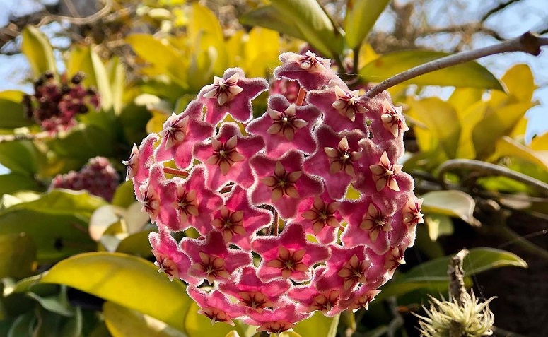 Dicas de como cultivar flor-de-cera e ter um ambiente delicado em casa