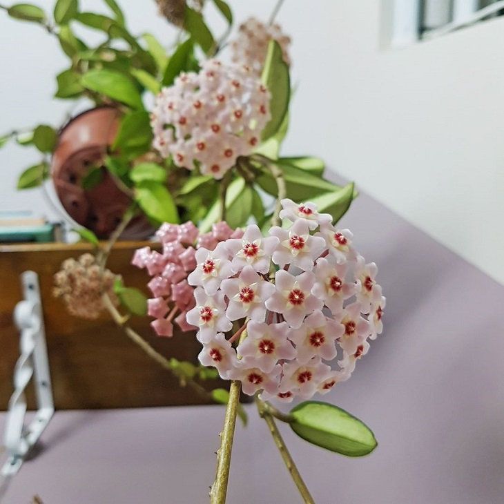 Foto de flor de cera 2 - 4