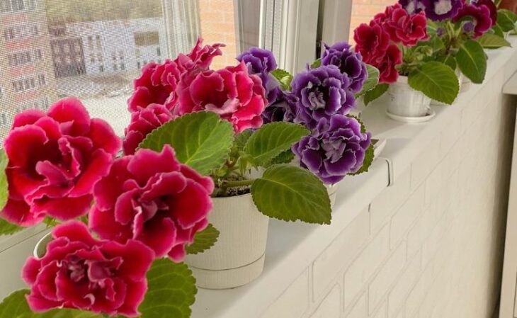 Foto de gloxinia 111 - 5