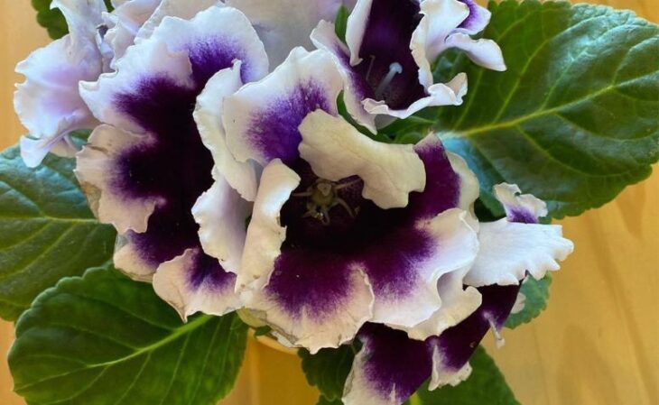 Foto de gloxinia 556 - 9