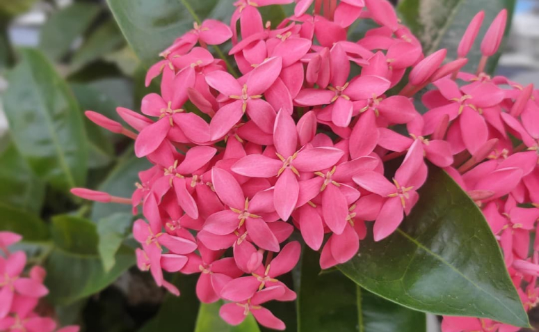 Dicas e cuidados para cultivar a ixora e apreciar o visual da planta